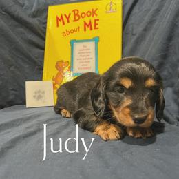 Judy - Black and tan female Dachshund puppy in Henry, Virginia from Dumbledore's AKC Mini Dachshunds