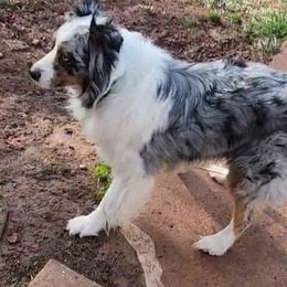 Mowgli - Blue merle male Australian Shepherd puppy in Pottstown, Pennsylvania from Ramos Standards