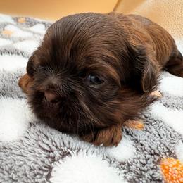 Ivy - Chocolate female Shih Tzu puppy in Avondale, Arizona from Riley Family Shih Tzus