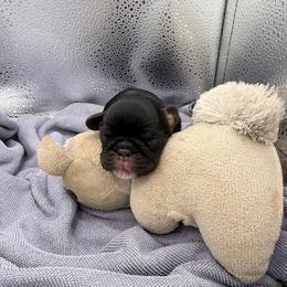 Absolem - Black and tan male English Toy Spaniel puppy in Pennsylvania from Enchanting Charlies