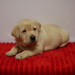 Egyption - Yellow female Labrador Retriever puppy in Buffalo Valley, Tennessee from Buffalo Valley Breeders