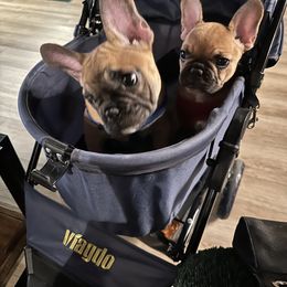 French Bulldog Puppies from Fonzerelli’s Frenchies