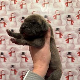 Blossom - Blue female Great Dane puppy in Jerusalem, Arkansas from Mara Danes