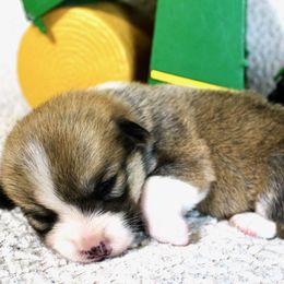 New Holland (Holland) - Red female Pembroke Welsh Corgi puppy in Greentop, Missouri from Sevits Corgis & Golden Retrievers