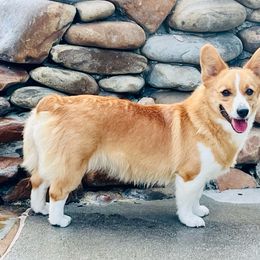Tuna Roll - Pembroke Welsh Corgi