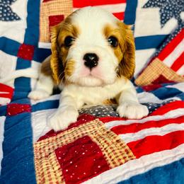 Jackson - Blenheim male Cavapoo puppy in Springfield, Missouri from Ozark Mountain Cavaliers