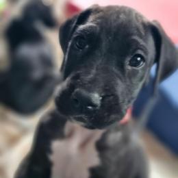 Scarlet - Black female Great Dane puppy in Brookings, South Dakota from Debonair Danes