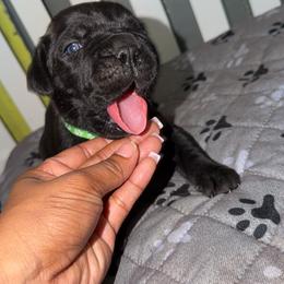 Green boy - Black male Cane Corso puppy in Saluda, South Carolina from Brooks Imperial Corso