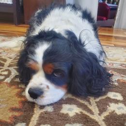 Cavalier King Charles Spaniel puppies from Lucia's Cavalier King Charles Spaniels