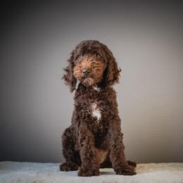 Drift - Brown male Poodle puppy in Caldwell, Idaho from Boise Doodle Co.