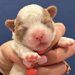 Cavapoos and Miniature Schnauzers from Moana & Lily's Pups