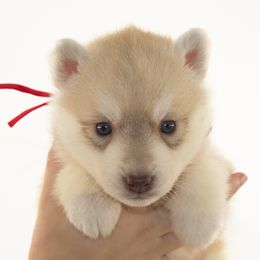 Sunlight (Pink) - Delivery Available - Red and white female Siberian Husky puppy in Los Angeles, California from Limitless Huskies