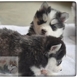 Pomsky Puppies from Foxfire Arctic Spitz