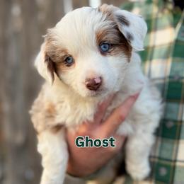 Ghost - Red merle male Toy Australian Shepherd puppy in Riverton, Utah from Iron Spirit Homestead & Aussies