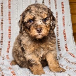 Jack-o-Lantern - Red merle female Aussiedoodle puppy in Cleveland, Georgia from Jam's Doodles And Poodles
