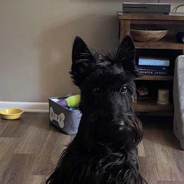 Scottish Terrier Puppies from Pilot Mtn Scottie’s