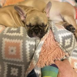 French Bulldog Puppies from White Hippo Frenchies