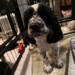 Sally - Black and white female English Springer Spaniel puppy in Westfield, Wisconsin from Heeling Springs at Sandy Ridge