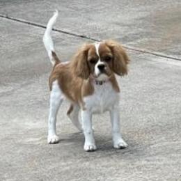 Bindi - Cavalier King Charles Spaniel