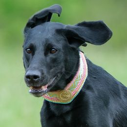 Mia - Labrador Retriever