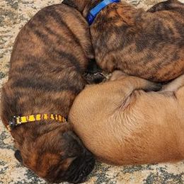 Mastiffs from Jems Haven