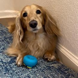 Hunter - Dachshund
