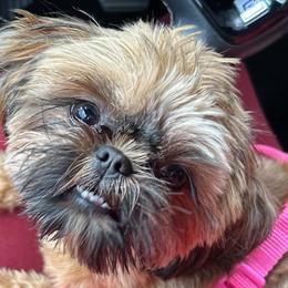 French Bulldogs and Shih Tzus from ZiaLine French Bulldogs