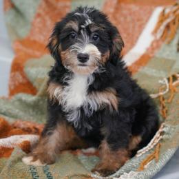 Andi - Tri-color female Bernedoodle puppy in Dundee, Ohio from Down Home Doodle