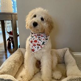 Jaxson - Goldendoodle