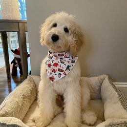 Jaxson - Goldendoodle