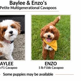 Baylee Blenheim Boy 1 - Blenheim male Cavapoo puppy in Pleasant Grove, Utah from Destination Doodles