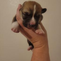 Danny - Red male Pembroke Welsh Corgi puppy in Montague, California from Shasta Valley Pembrokes