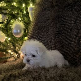 Lilli - White female Maltese puppy in Centre, Alabama from Wonderland Maltese