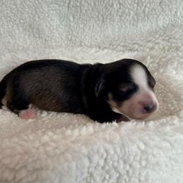 Elsa-Cream Sable, Piebald - Sable female Dachshund puppy in Wolf Lake, Indiana from Canisteo Dachshunds