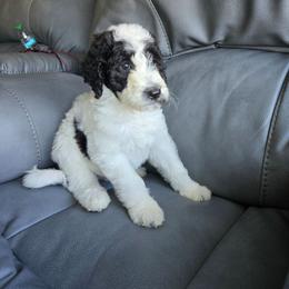 Truffles - Black and white female Bernedoodle puppy in Mckenzie, Tennessee from Small Town Doodles & Poodles