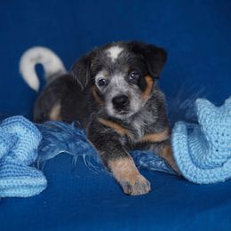 Australian Cattle Dog and Collie Puppies from Blackberry Hills