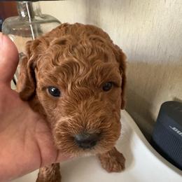 MacBeth - Red  male Goldendoodle puppy in Danville, Virginia from Stella’s Stunning Goldendoodles of VA