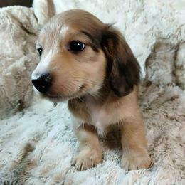 Shylo - Piebald male Dachshund puppy in Moses Lake, Washington from Dynamic Doxies