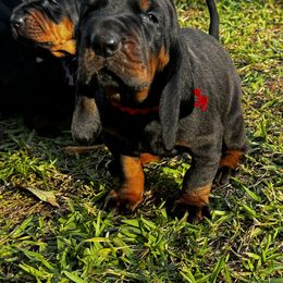 Black and Tan Coonhound Puppies from Classic Coonhounds