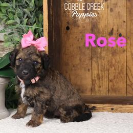 Rose - Sable female Bernedoodle puppy in Heyworth, Illinois from Cobble Creek Puppies