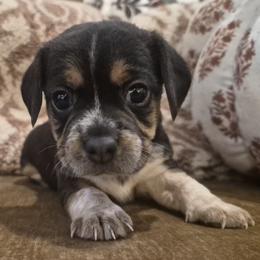 Patsy - Black tan and white female Beagle puppy in Salina, Kansas from Peace Love frenchies