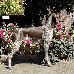 German Shorthaired Pointer puppies from Wild Rose German Shorthaired Pointers