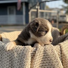 Australian Shepherd Puppies from Bear Creek Aussies