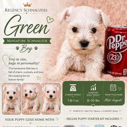 Boy- 4- green - White male Miniature Schnauzer puppy in Lehigh Acres, Florida from Regency Schnauzer