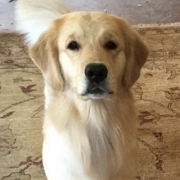 Golden Retrievers from Pendery Golden Retrievers