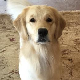 Golden Retrievers from Pendery Golden Retrievers