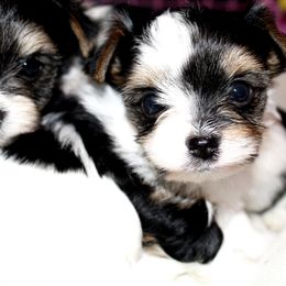 Biewer Terrier Puppies from Imperial BabyDoll Biewers