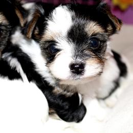 Biewer Terrier Puppies from Imperial BabyDoll Biewers