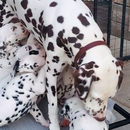 Dalmatians from LilRue Dalmatians