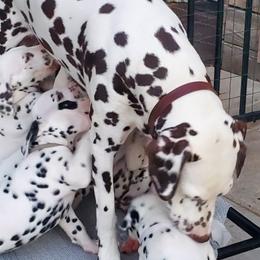 Dalmatians from LilRue Dalmatians